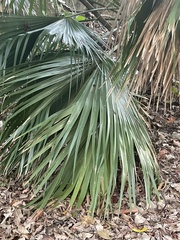 Coryphoideae