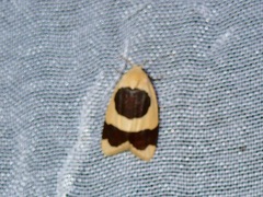 Garudinia simulana