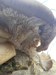 Pleurotus ostreatus