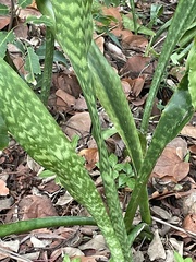 Sansevieria