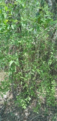 Achatocarpus praecox