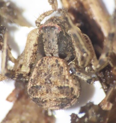 Xysticus