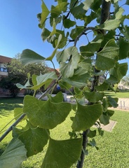 Ginkgo