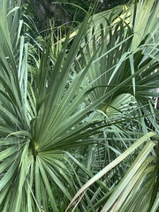 Coryphoideae