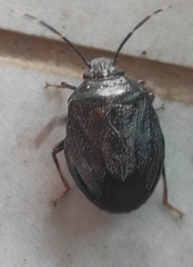 Antiteuchus
