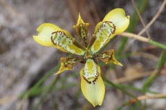 Moraea deltoidea