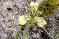 Moraea deltoidea