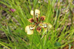 Moraea deltoidea