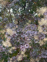 Cotinus coggygria