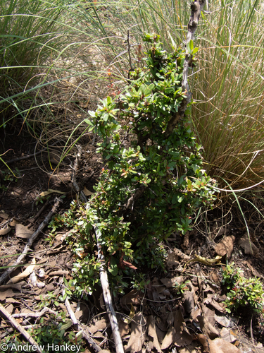 Gymnosporia polyacantha (Gymnosporia polyacantha)