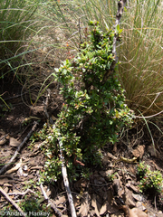 Gymnosporia polyacantha