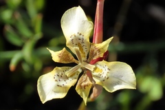 Moraea deltoidea