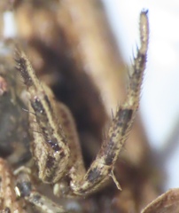 Xysticus
