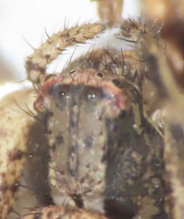 Xysticus