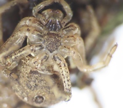 Xysticus