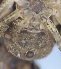 Xysticus