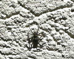 Artoriopsis