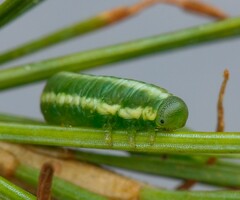 Pristiphora laricis