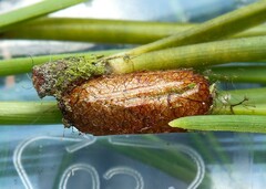 Pristiphora laricis