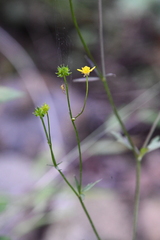 Ranunculus tachiroi