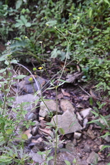 Ranunculus tachiroi
