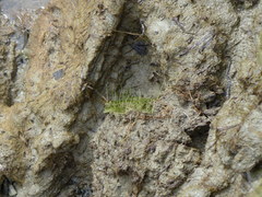 Eleocharis parvula