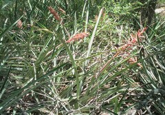 Aechmea distichantha