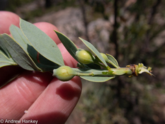 Osyris lanceolata