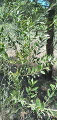 Aspidosperma quebracho-blanco