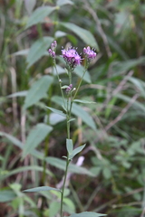 Saussurea maximowiczii