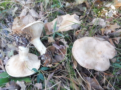 Clitopaxillus alexandri