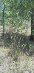 Aspidosperma quebracho-blanco