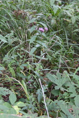 Saussurea maximowiczii