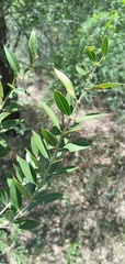 Aspidosperma quebracho-blanco