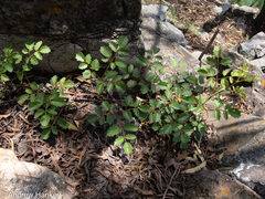 Cyphostemma
