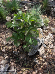 Cyphostemma lanigerum