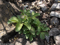 Cyphostemma lanigerum