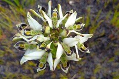 Disa bivalvata