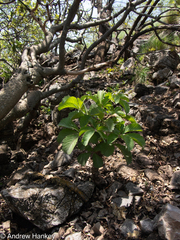 Cyphostemma lanigerum