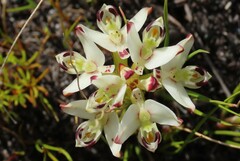 Disa bivalvata