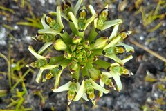 Disa bivalvata