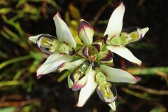 Disa bivalvata