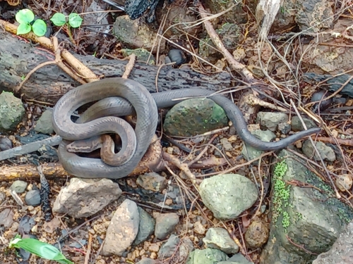 Photo of a Boaedon mendesi (Boaedon mendesi)