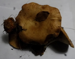 Clitopaxillus alexandri