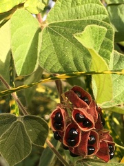 Rhynchosia volubilis