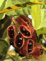 Rhynchosia volubilis