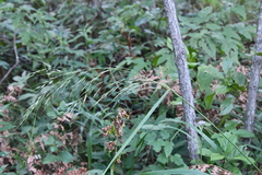 Achnatherum pekinense