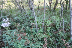 Achnatherum pekinense