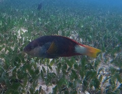 Notolabrus gymnogenis