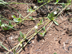 Justicia anagalloides